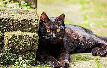 《刺客信条：影》主线40小时 发售后可能有二周目模式